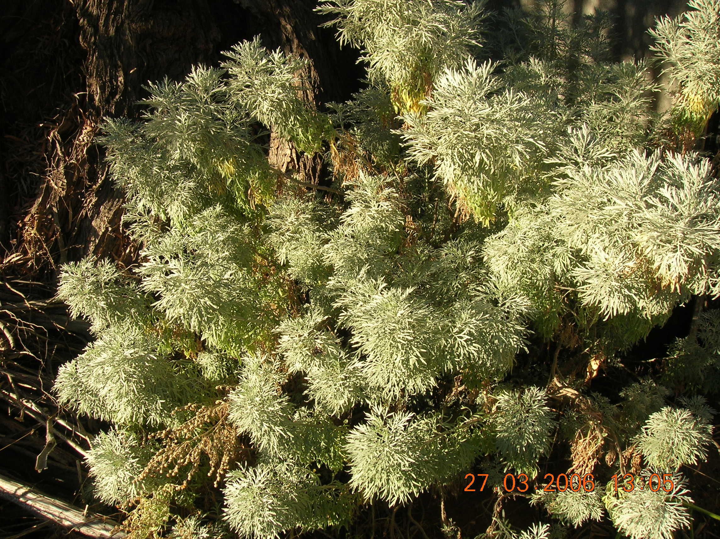 Wormwood